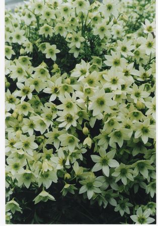 Clematis Leprechaun
